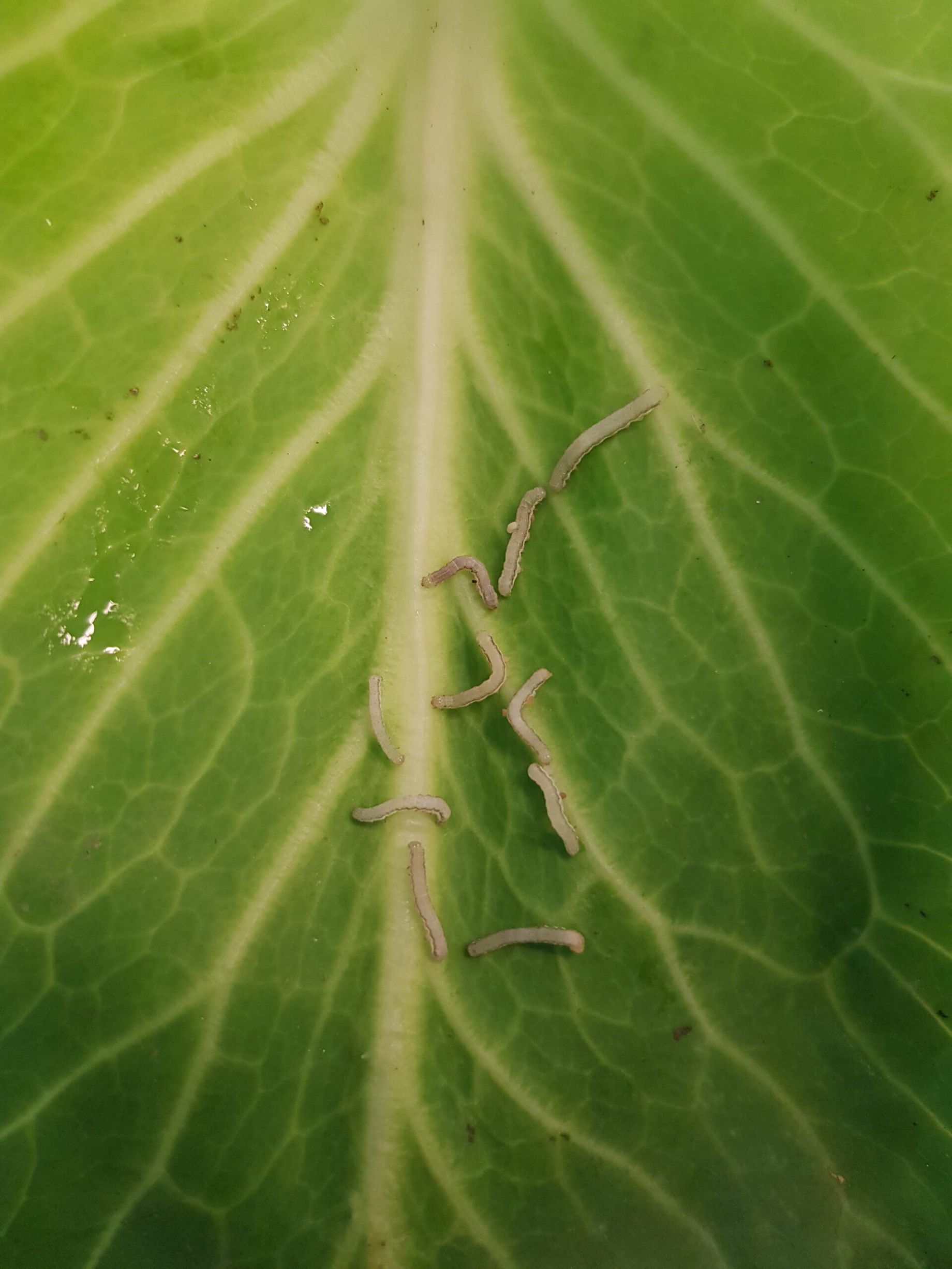 Image by Hannah Broeckx