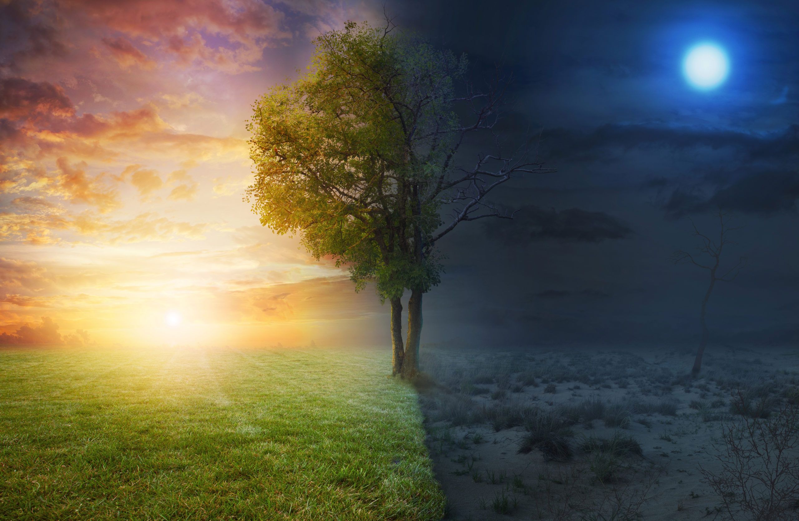 Dag en Nacht afbeelding met een boom in het midden