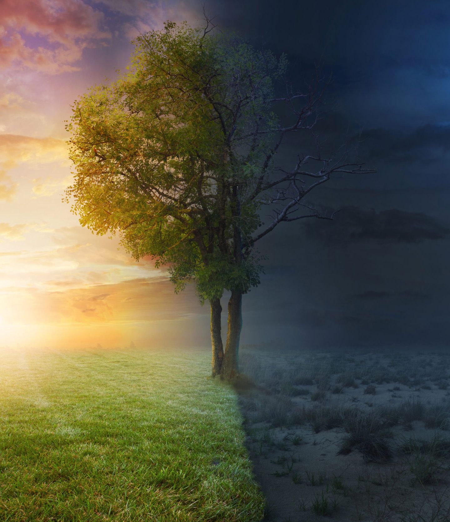 Dag en Nacht afbeelding met een boom in het midden