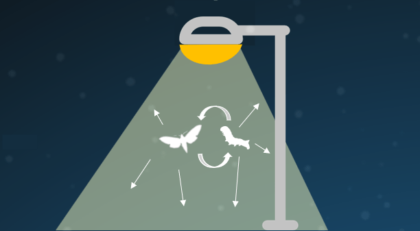 Image by Hannah Broeckx