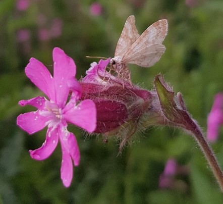 Image by Hannah Broeckx