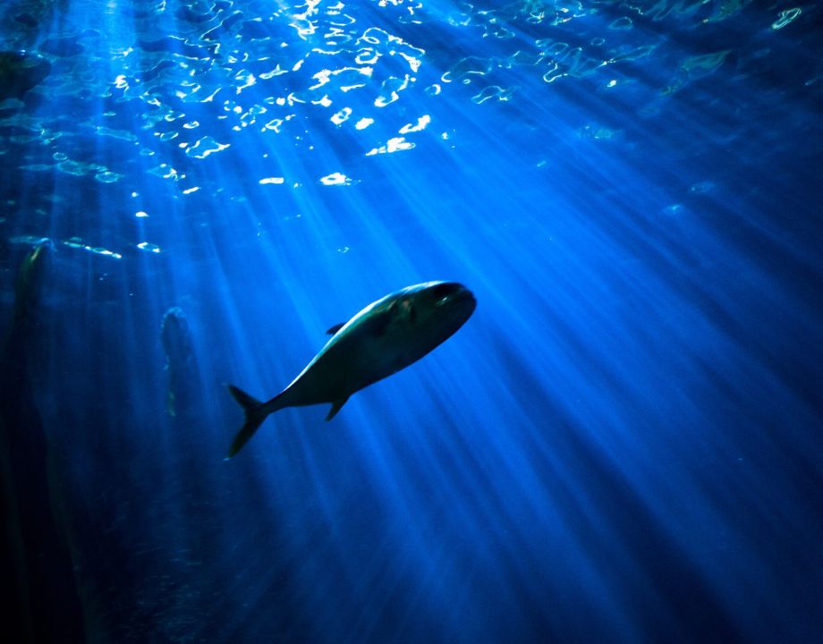 Photo by Matt Alaniz on Unsplash