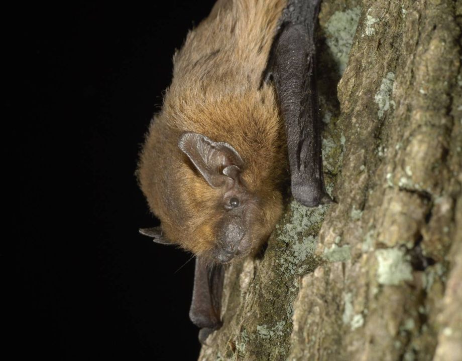 Kamiel Spoelstra / NIOO-KNAW