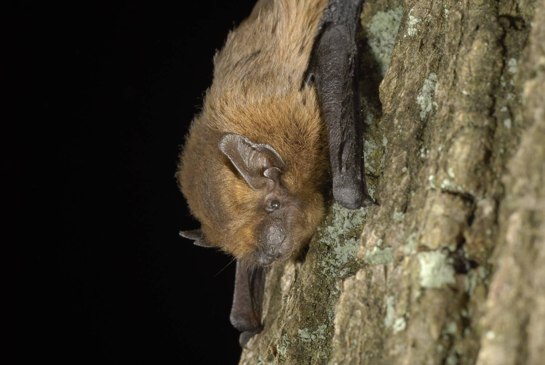 Kamiel Spoelstra / NIOO-KNAW