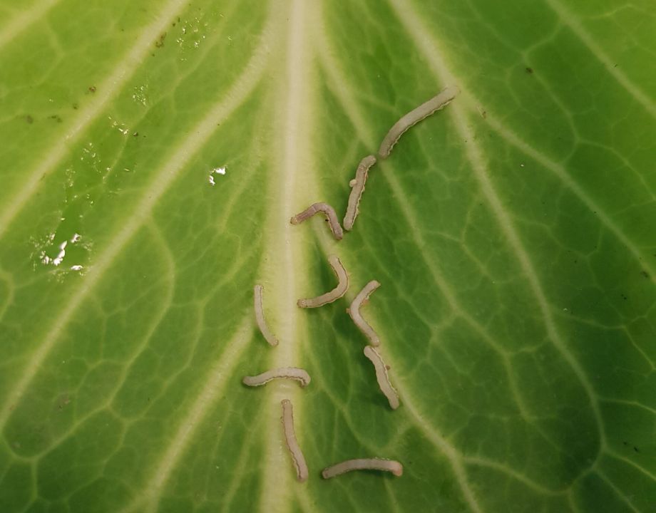 Image by Hannah Broeckx